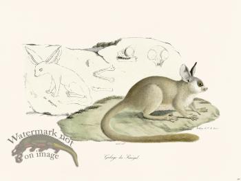 Cuvier 287 Galago Of Senegal